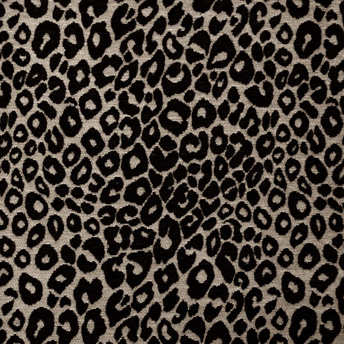 The Leopard